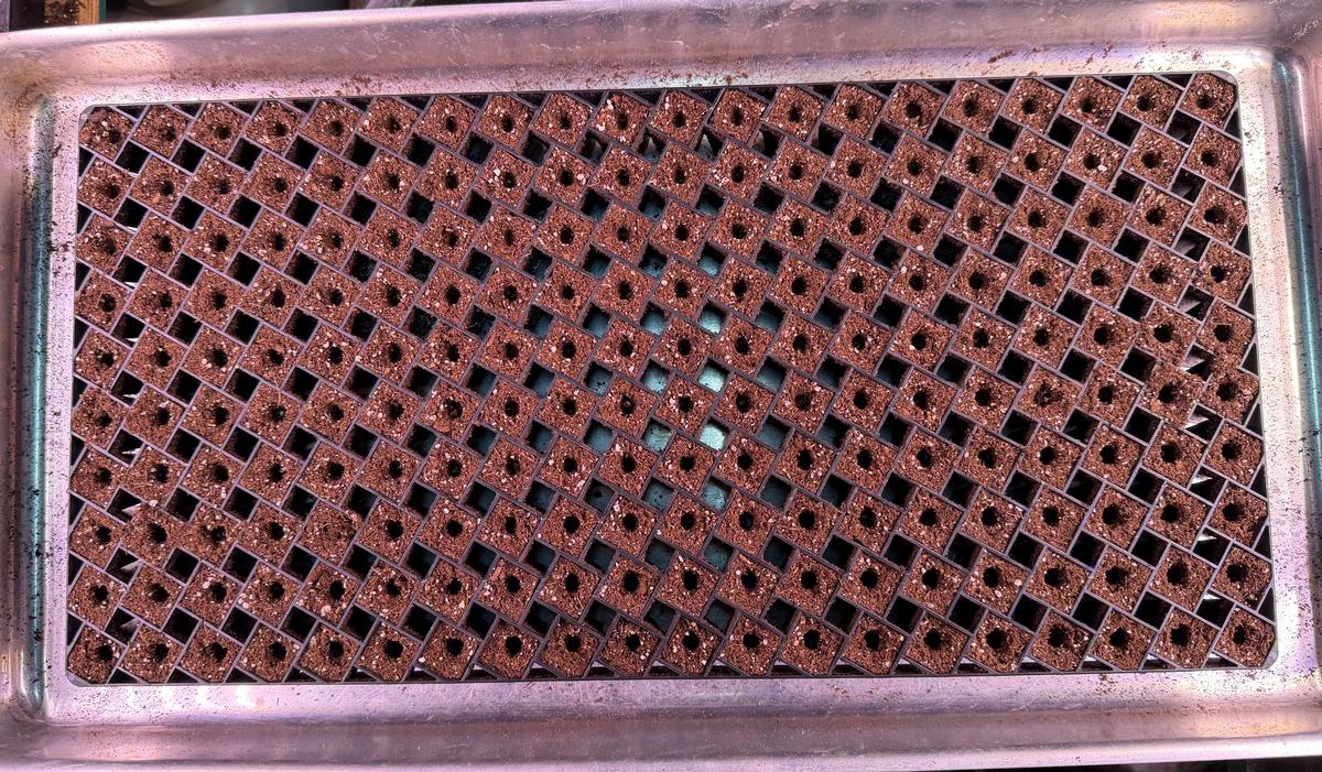 200 cell Winstrip seed tray ready for seeding