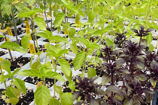 Berwyn Heights Garden Club Update