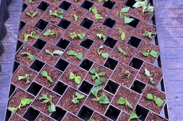 2025 Winter Propagation #1