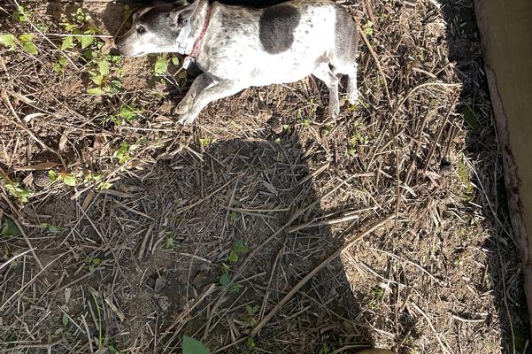 A Day in the Life of a Garden Dog
