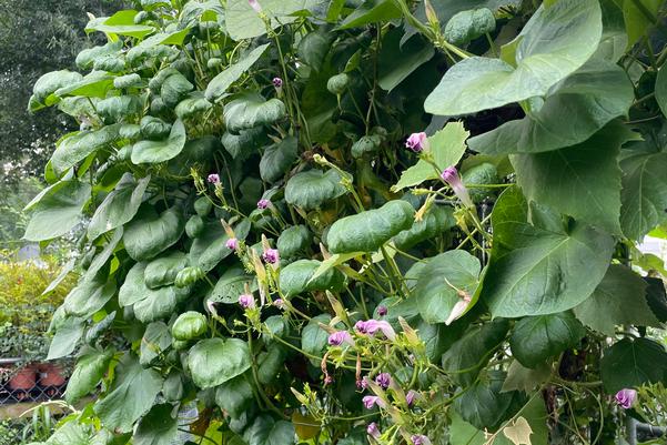 Morning-glories Take-Over