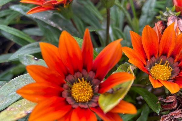 Flower of the Month - Gazania