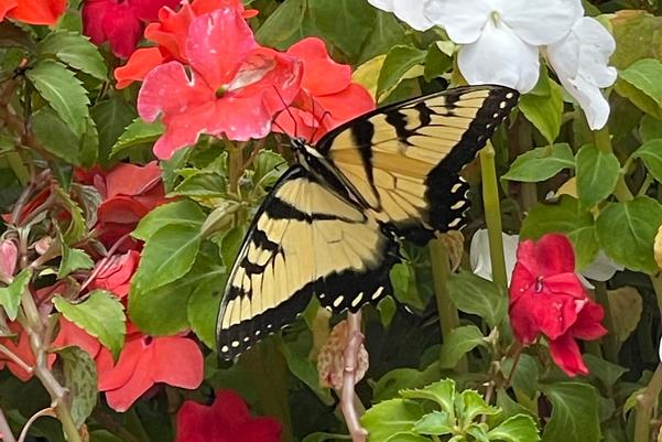 Butterflies for Dolly Parton