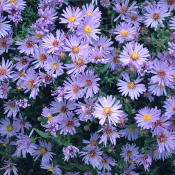 Symphyotrichum novi-belgii 'Wood's Blue' - Wood's Light Blue Michaelmas Daisy