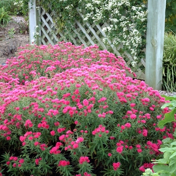 Symphyotrichum novae-angliae 'Andenken an Alma Pötschke' - Alma Potschke Aster