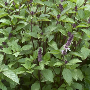 Ocimum kilimandscharicum × basilicum 'Dark Opal' - African Blue Basil