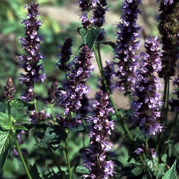Agastache - Black Adder Agastache