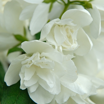 Philadelphus - Snowbelle Mock Orange
