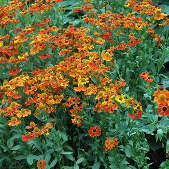 Helenium autumnale 'Moerheim Beauty' - Moerheim Beauty Helenium 