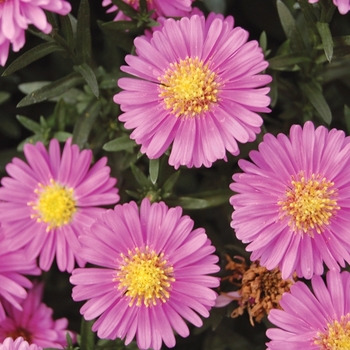 Symphyotrichum novi-belgii 'Alert' - Alert Michaelmas Daisy
