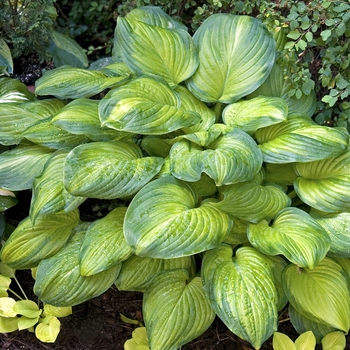 Hosta - Guacamole Hosta