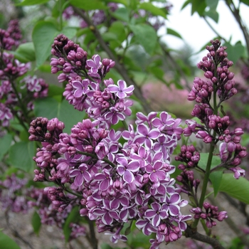 Syringa vulgaris 'Sensation' - Sensation Lilac