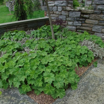 Heuchera villosa 'Autumn Bride' - Autumn Bride Coral Bells