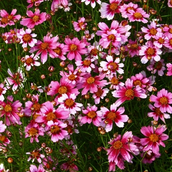 Coreopsis rosea 'Heaven's Gate' - Heaven's Gate Coreopsis