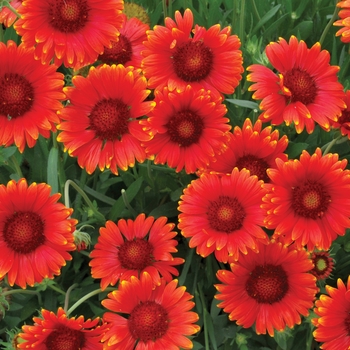 Gaillardia x grandiflora 'PAS933516' - Mesa™ Red Blanket Flower