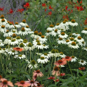 Echinacea purpurea - White Swan Coneflower