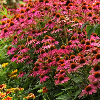 Echinacea purpurea - PowWow Wild Berry Coneflower