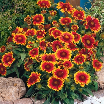 Gaillardia aristata - Arizona Sun Blanket Flower