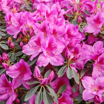 Rhododendron Southern Indica hybrid - Formosa Purple Azalea