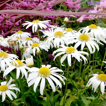 Leucanthemum x superbum 'Angel' - Angel Carpet Shasta Daisy