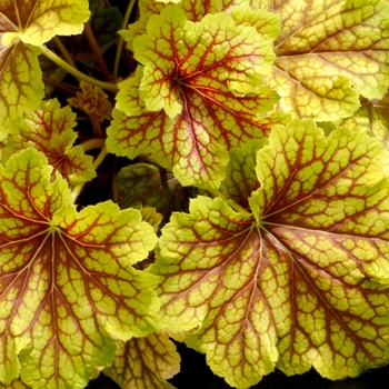 Heuchera - Red Lightning Coral Bells