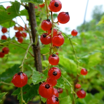 Ribes rubrum - Red Lake Currant