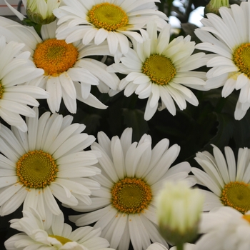 Leucanthemum maximum (Daisy) - Sweet Daisy 'Christine'