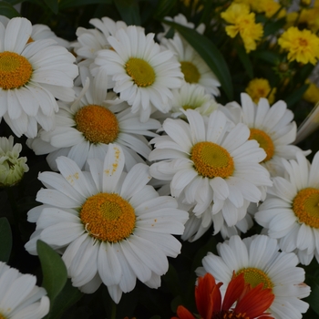 Leucanthemum maximum (Daisy) - Sweet Daisy 'Jane'