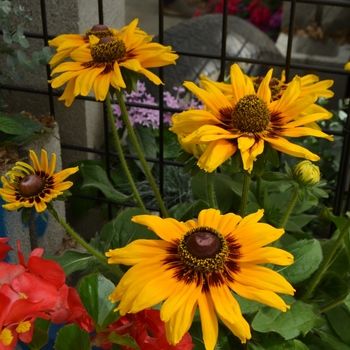 Rudbeckia hirta - 'Denver Daisy™' Black-Eyed Susan