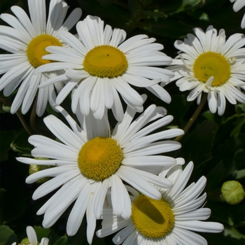 Nipponanthemum nipponicum - Montauk Daisy
