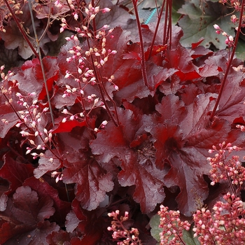 Heuchera x 'TNHEUFR' - Forever® Red Coral Bells