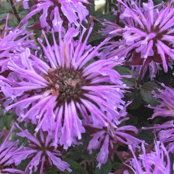 Monarda didyma (Bee Balm, Bergamot) - Blue Moon Bee Balm