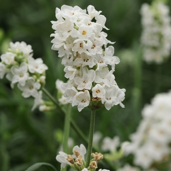 Lavandula angustifolia (English Lavender) - Ellagance 'Snow'