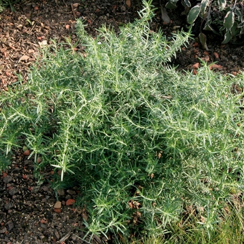 Rosmarinus officinalis - 'Prostratus' Creeping Rosemary