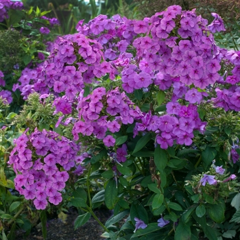 Phlox paniculata (Garden Phlox) - Flame® Purple Flame Phlox