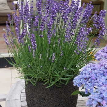 Lavandula angustifolia - Big Time Blue English Lavender