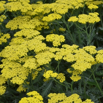 Achillea millefolium ‘Sassy Summer Lemon’ - Sassy Summer Lemon Yarrow