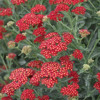 Achillea millefolium 'Sassy Summer Sangria' - Sassy Summer Sangria Yarrow