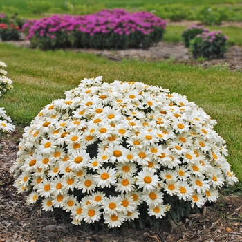 Leucanthemum x superbum - Whoops-A-Daisy Shasta Daisy