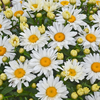 Leucanthemum x superbum - Cream Puff Shasta Daisy