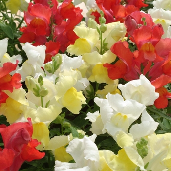Antirrhinum majus (Snapdragon) - Citrus Mix Snapshot&trade; Snapdragon