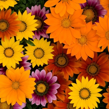 Gazania rigens - New Day&reg; Bright Gazania Mix