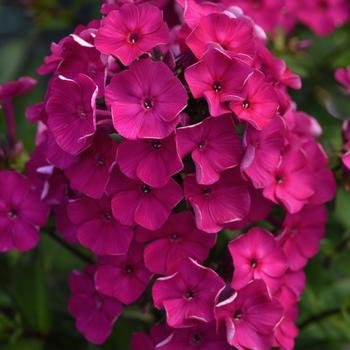 Phlox paniculata (Garden Phlox) - Super Ka-Pow™ 'Fuchsia'