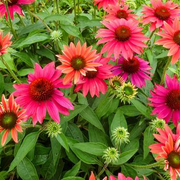Echinacea x hybrida - Sombrero® Tres Amigos Coneflower