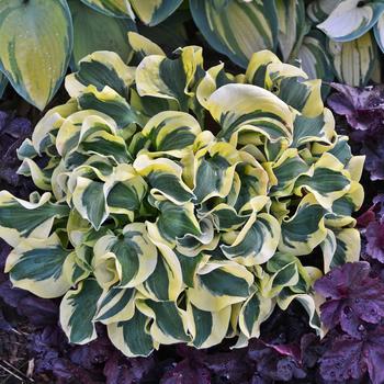 Hosta - 'Mini Skirt' Hosta, Plantain Lily