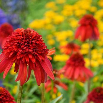 Echinacea hybrid - Cone-fection&trade; Hot Papaya Coneflower
