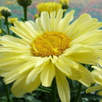 Leucanthemum x superbum (Shasta Daisy) - Realflor® CC 'Real Sunbeam'