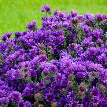 Symphyotrichum novae-angliae 'Grape Crush' - Grape Crush Aster