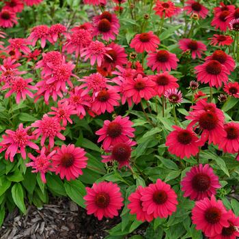 Echinacea x hybrida - Sombrero® Baja Burgundy Coneflower