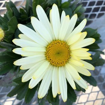 Leucanthemum x superbum 'Gemini' - Western Star&trade; Gemini Shasta Daisy